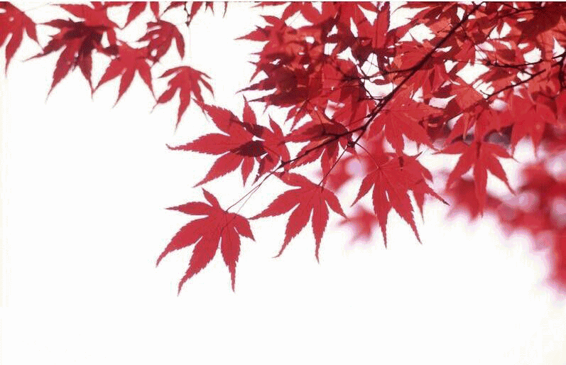 《爱在落叶中等待》凤凰诗刊ll凤凰诗社美洲总社二分社第005期