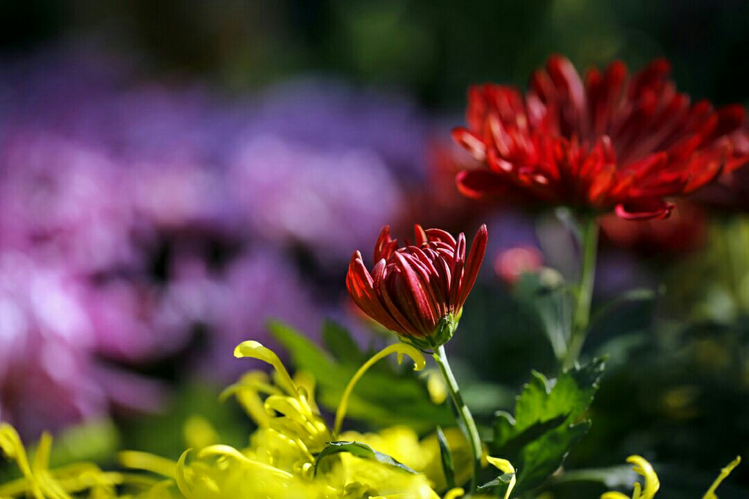 《落花无言,人淡如菊》