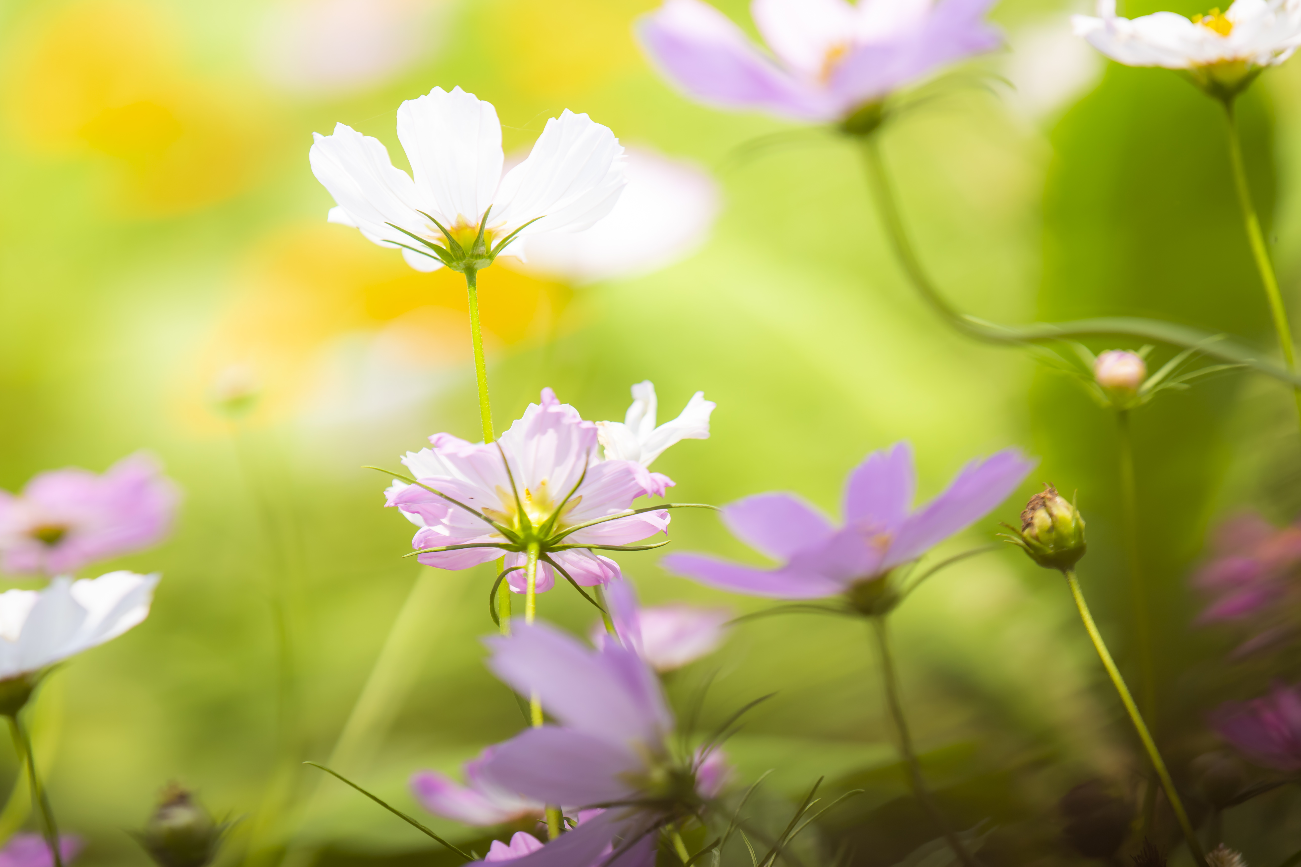 幸福花开