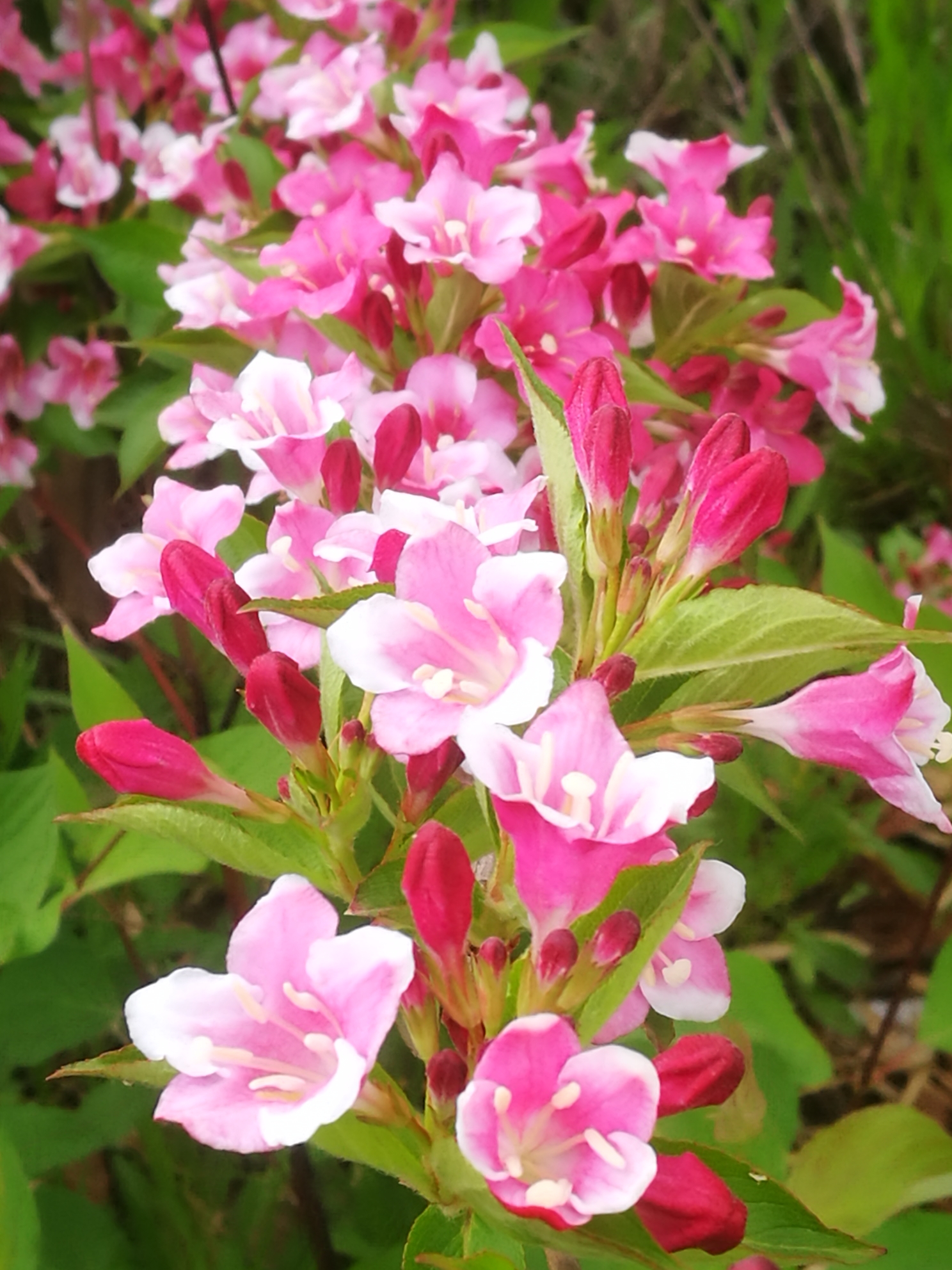 【锦带花】花语:前程似锦,绚烂和美丽.