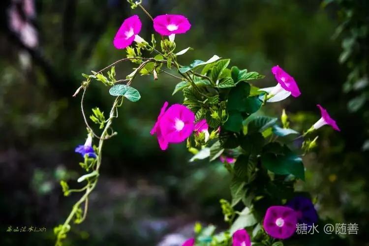 牵牛花