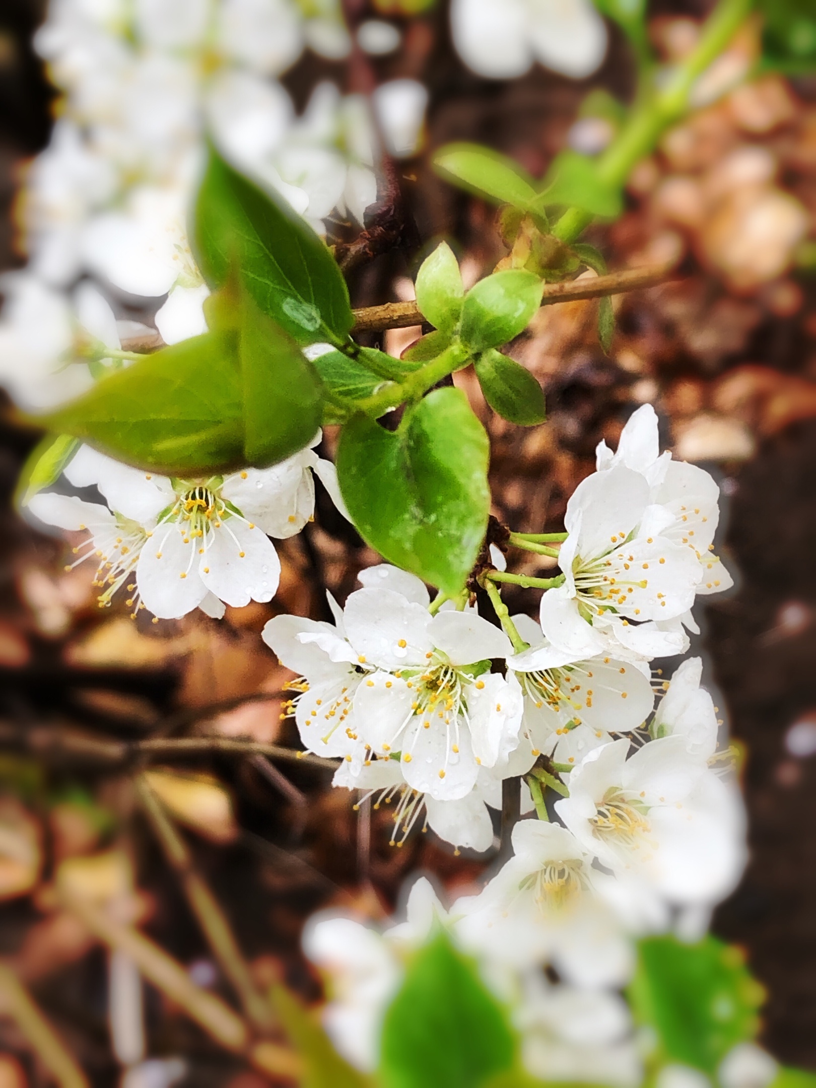 《梨花开 春带雨》