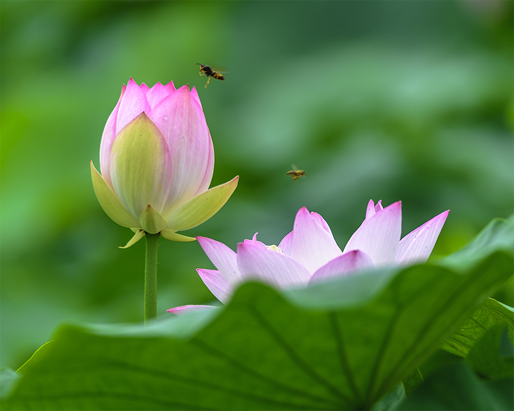 蜜蜂,水珠,鱼,荷花