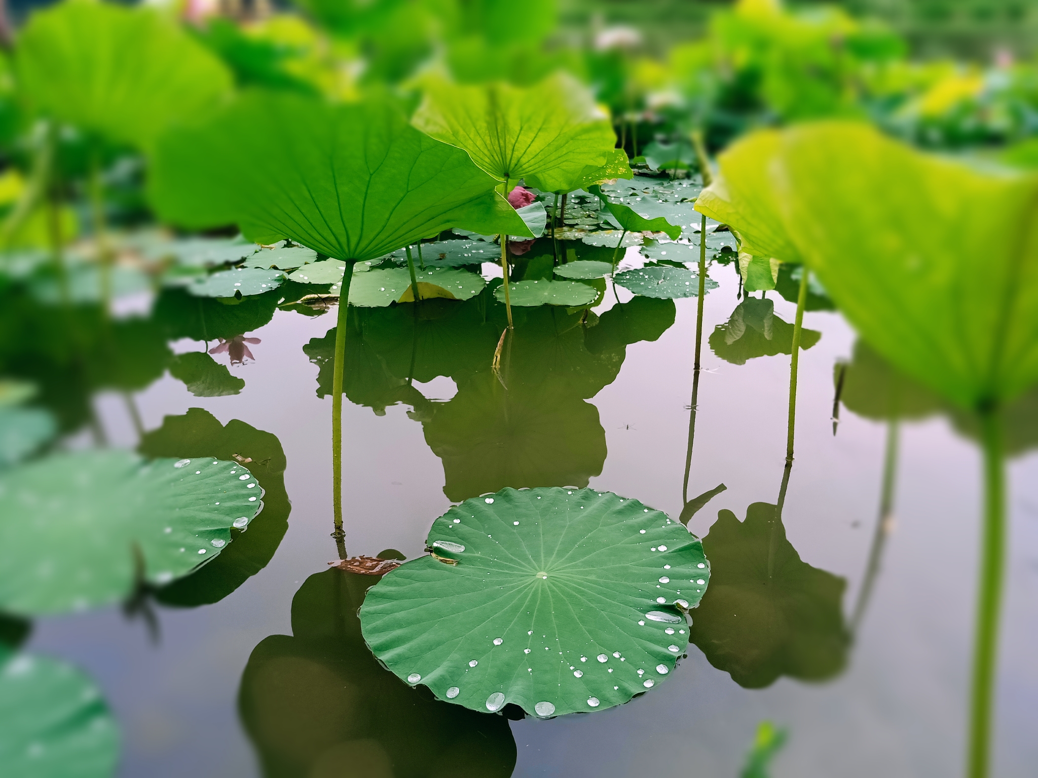 绿萍掌玉