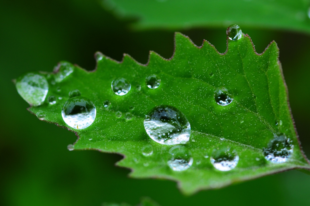 雨中 微世界