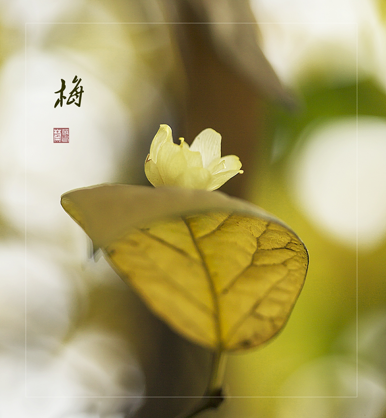 禅意里开出的花