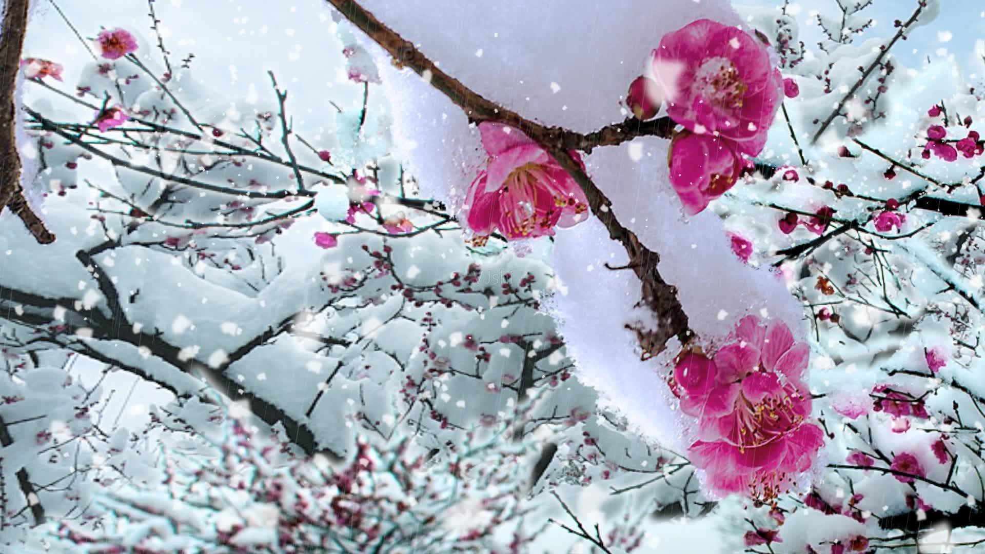 演唱:婉约 那日君一别啊  今又雪花飞  思念你的歌  醉了那枝梅