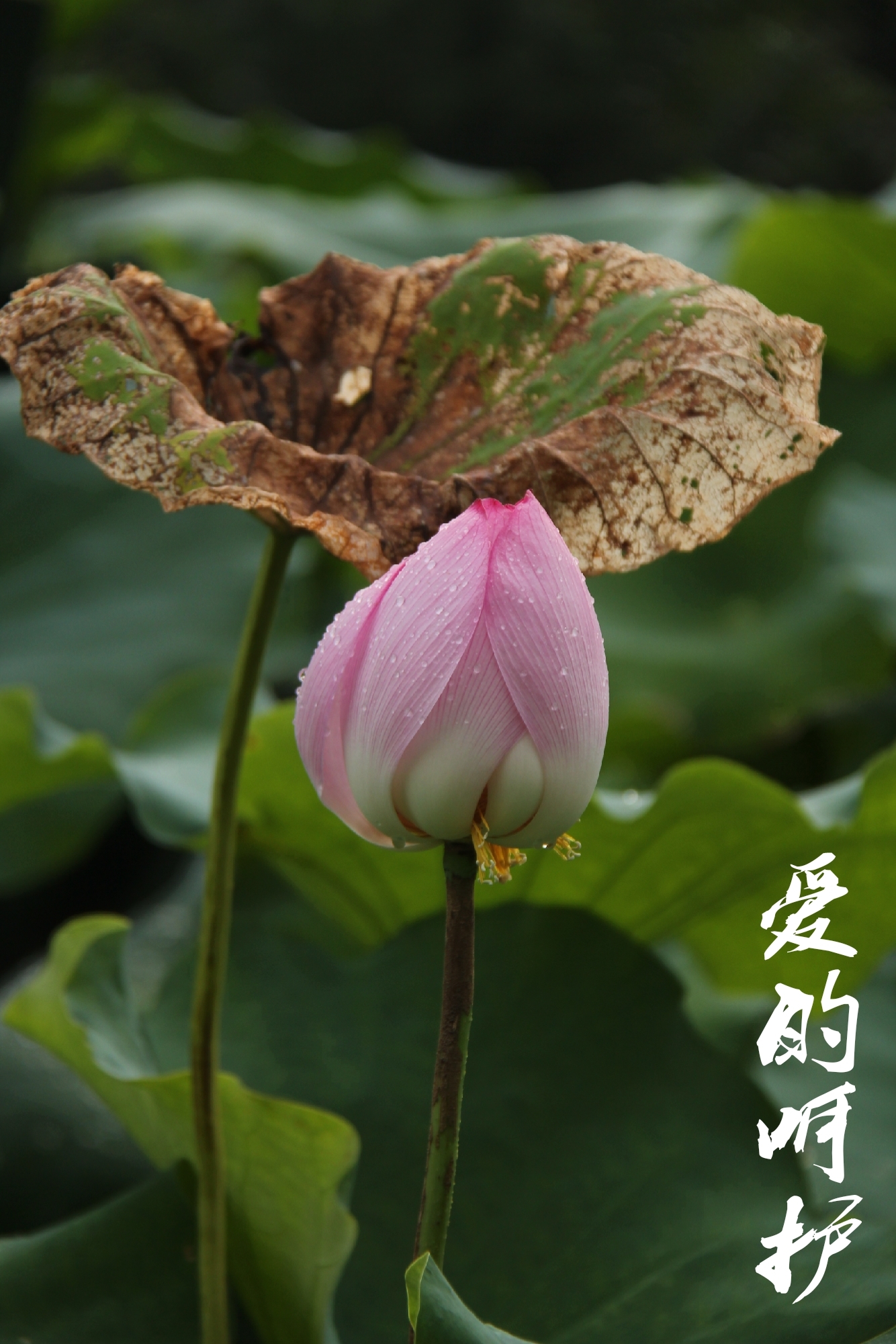 如莲的光阴中,阔别萍水相逢的清浅情缘,珍惜细水流长的相依相伴.
