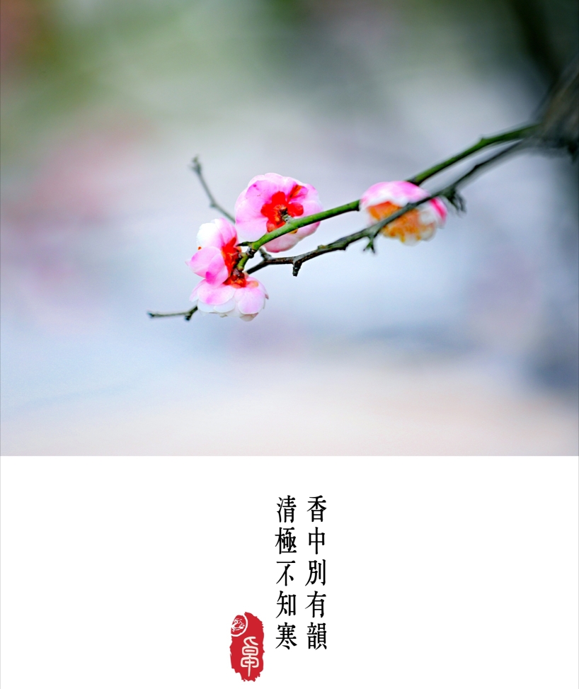 ——宋·卢梅坡《雪梅·其一》