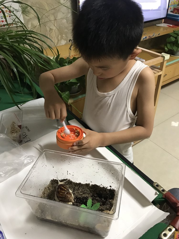 白玉蜗牛观察记