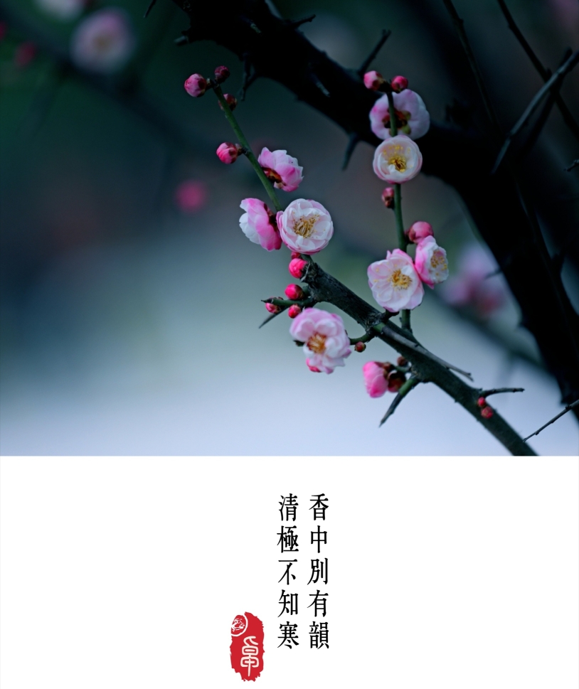 ——宋·陆游《梅花绝句·其一》