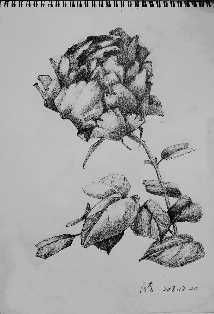 花卉素描(21幅)