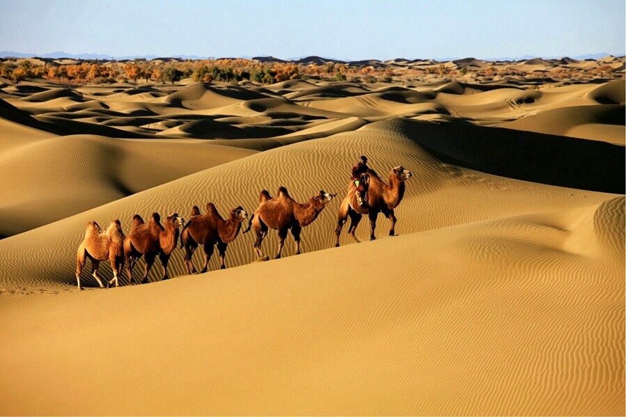 大漠里的胡杨和骆驼