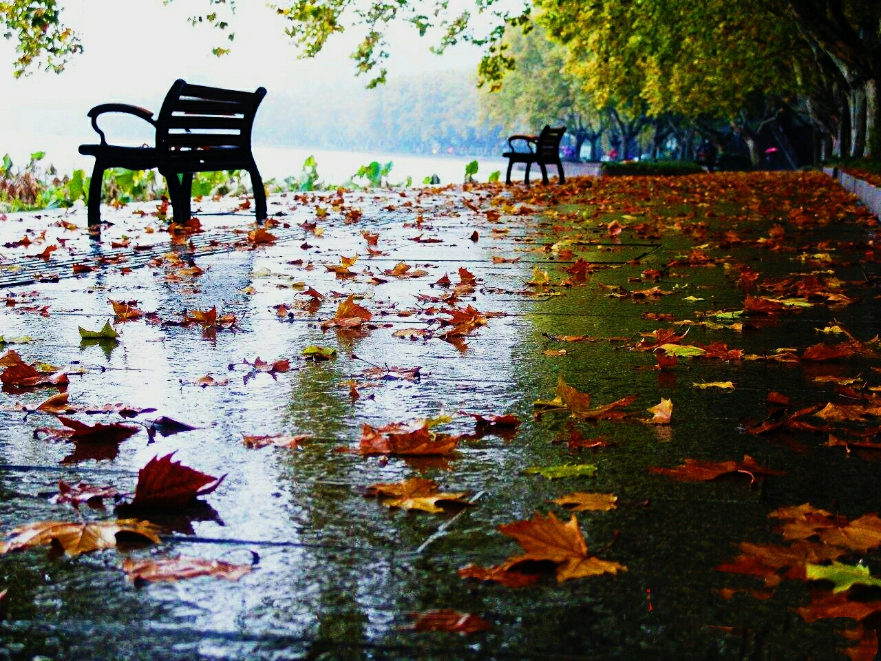秋雨绵绵落叶无声