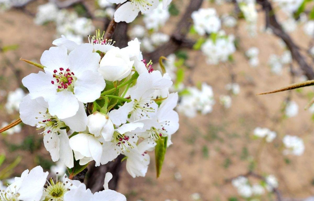 梨花颂背景图片