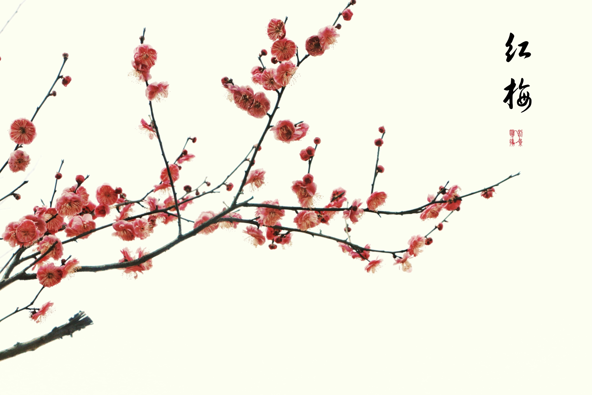 寒梅