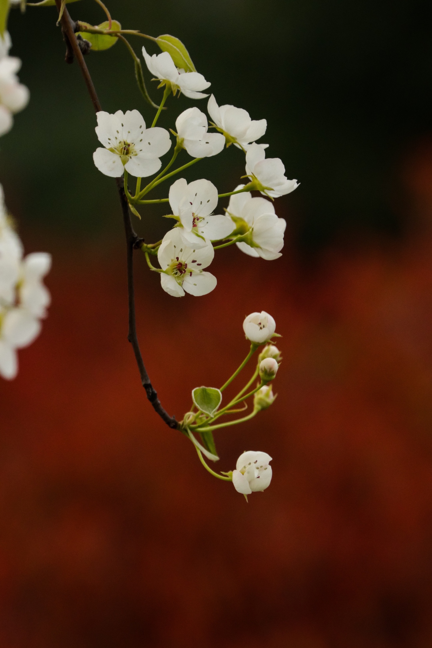 一枝梨花压海棠