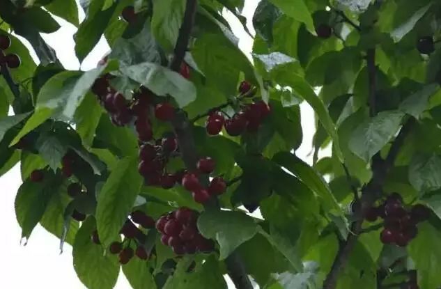 鱼洞百胜村(牛栏堡)乌皮樱桃
