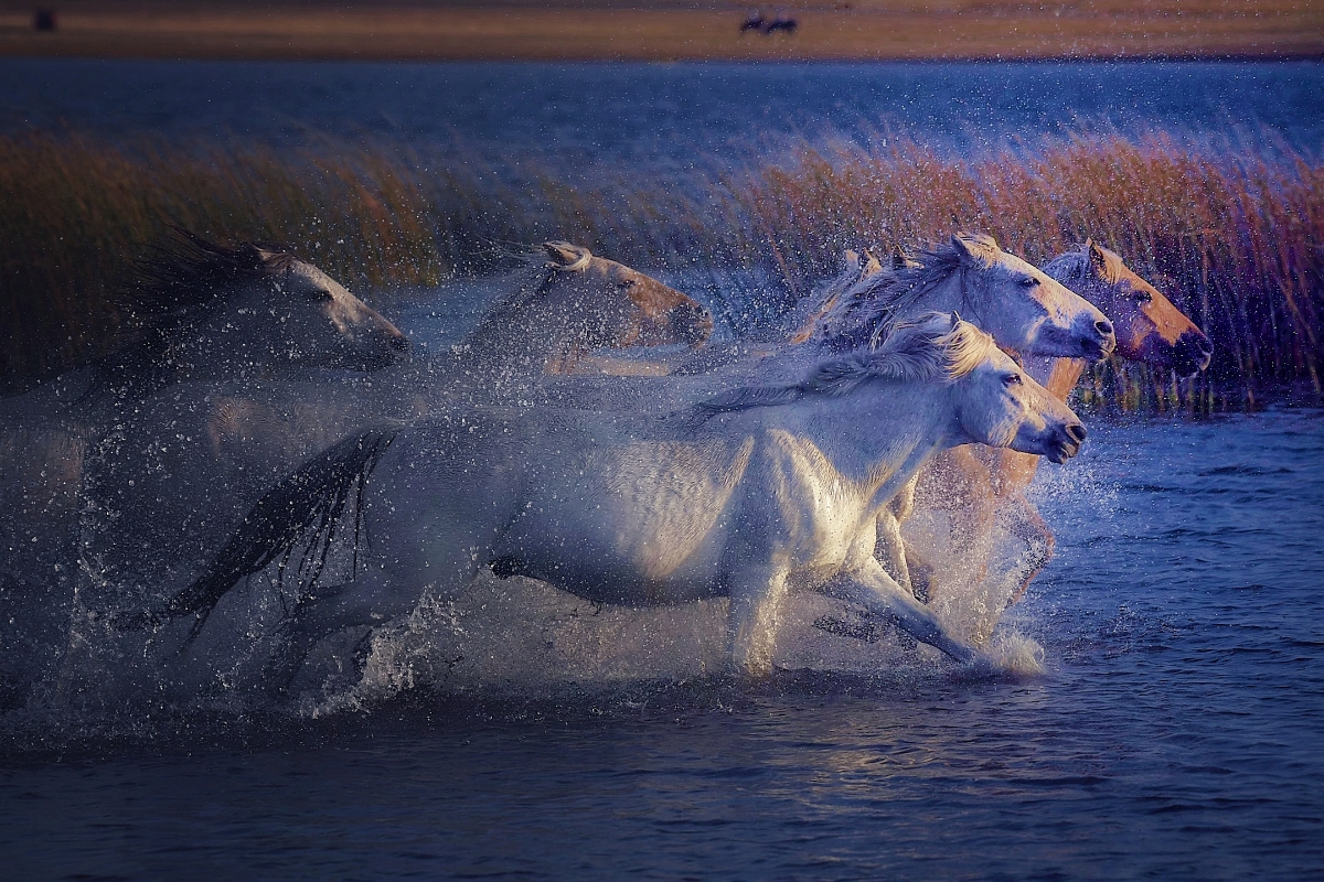 马儿们高扬着骄傲的头颅,抖动着优美的鬃毛,奔腾在宽阔的水中