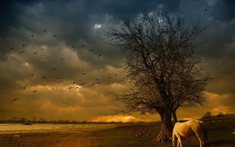 经典歌曲《红枣树》作词:祁隆作曲:祁隆演唱:老