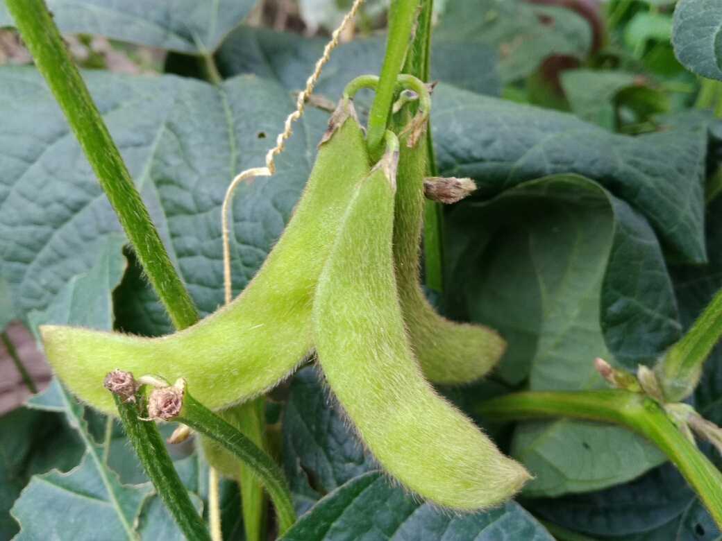 毛豆节(大豆)