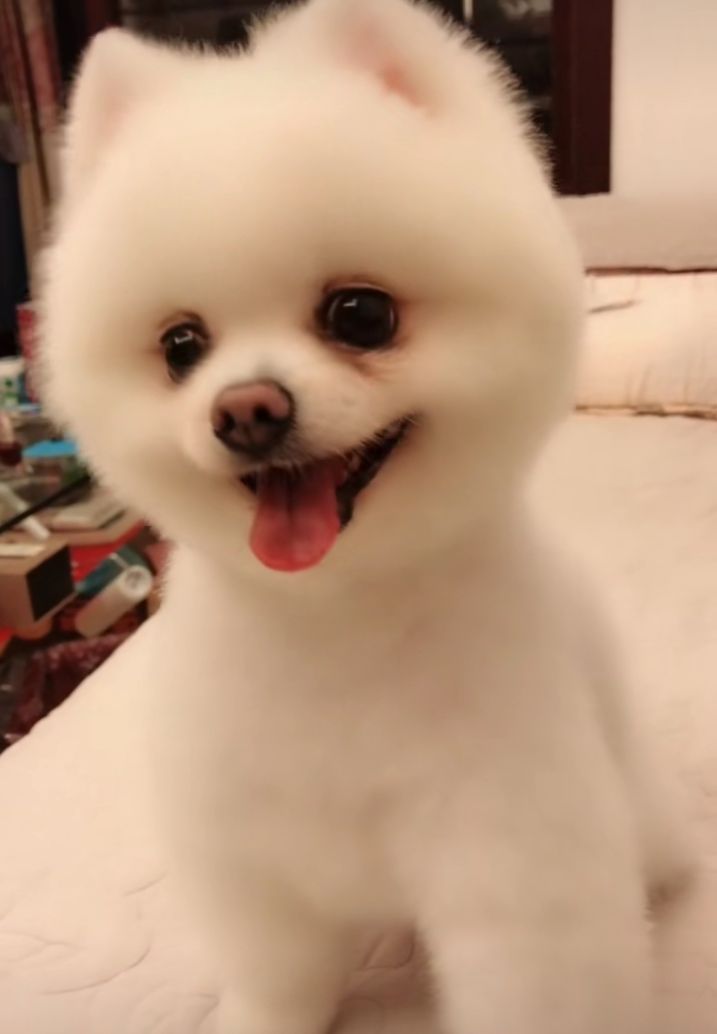 呆萌的狗宝宝