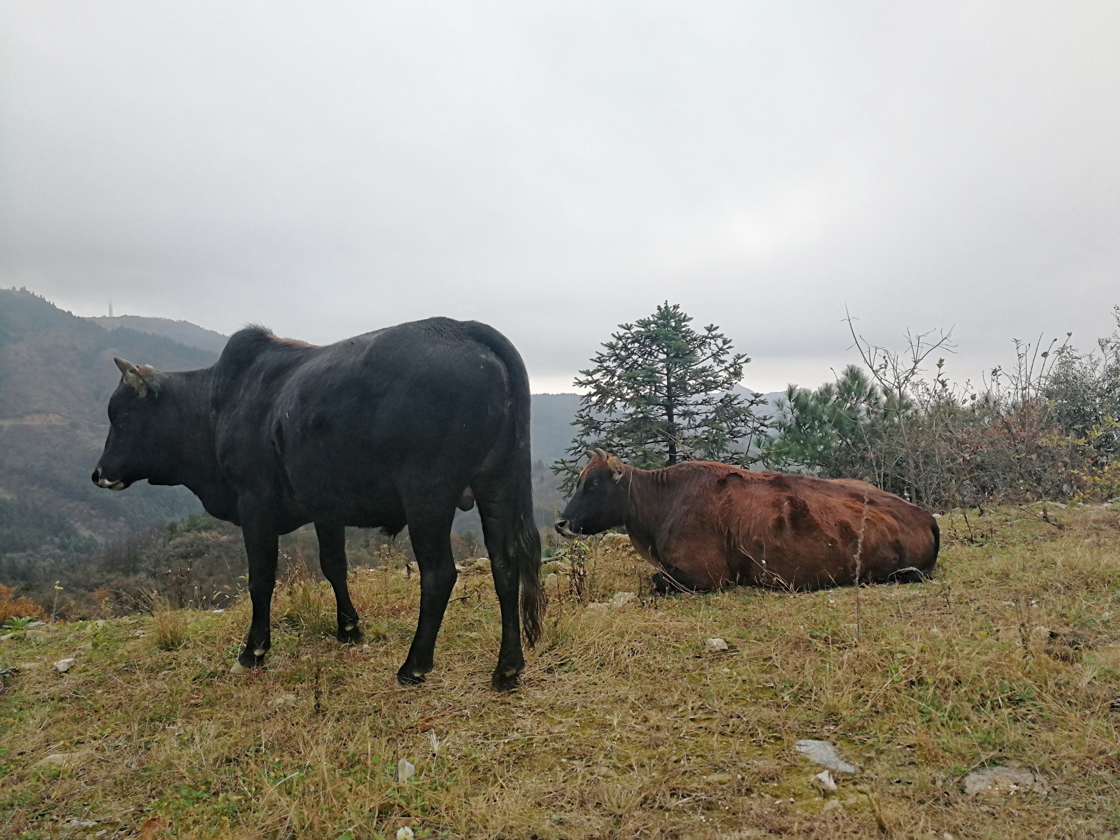 山坡上,有一群土牛在思念