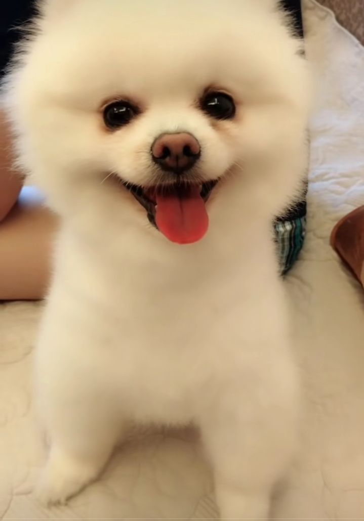 呆萌的狗宝宝