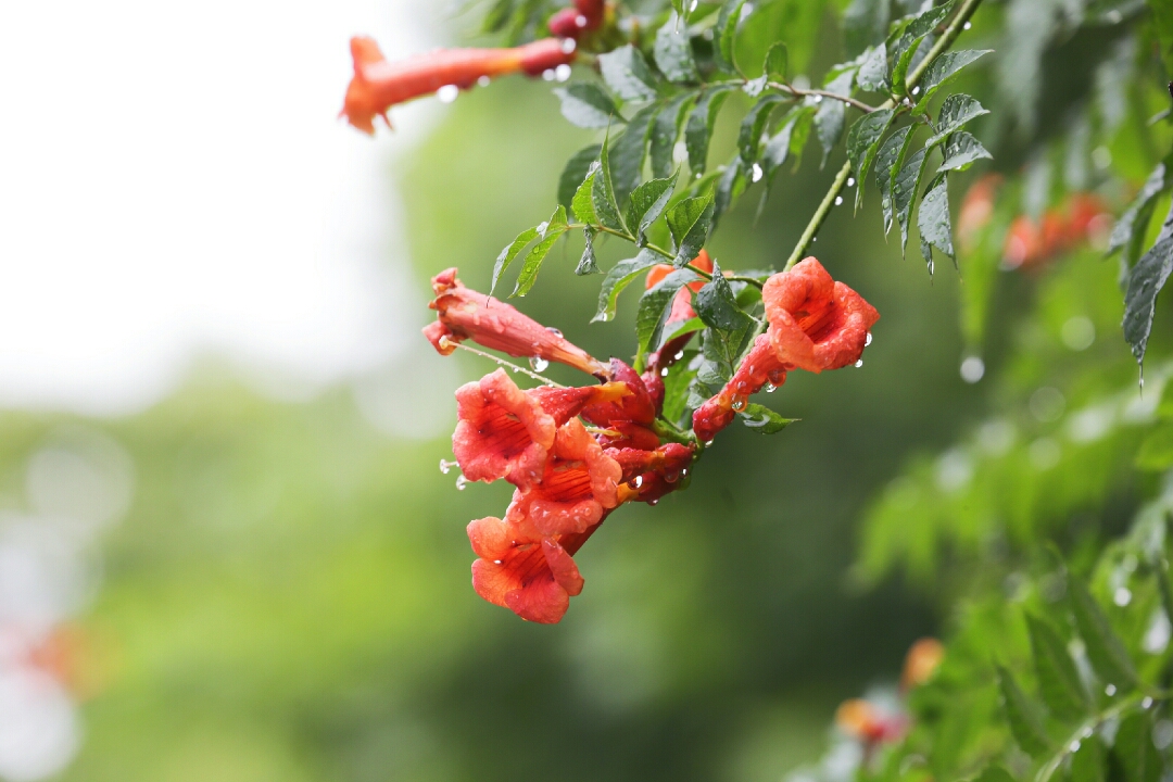 诗品凌霄花