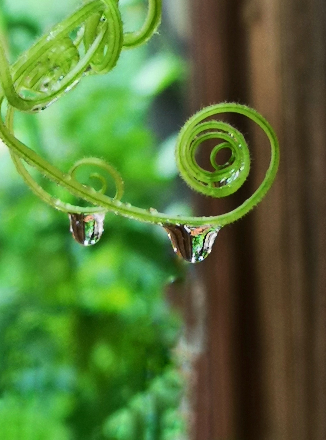 小雨小雨沙沙沙舞蹈_舞蹈教案模板范文_舞蹈教案范文小雨点