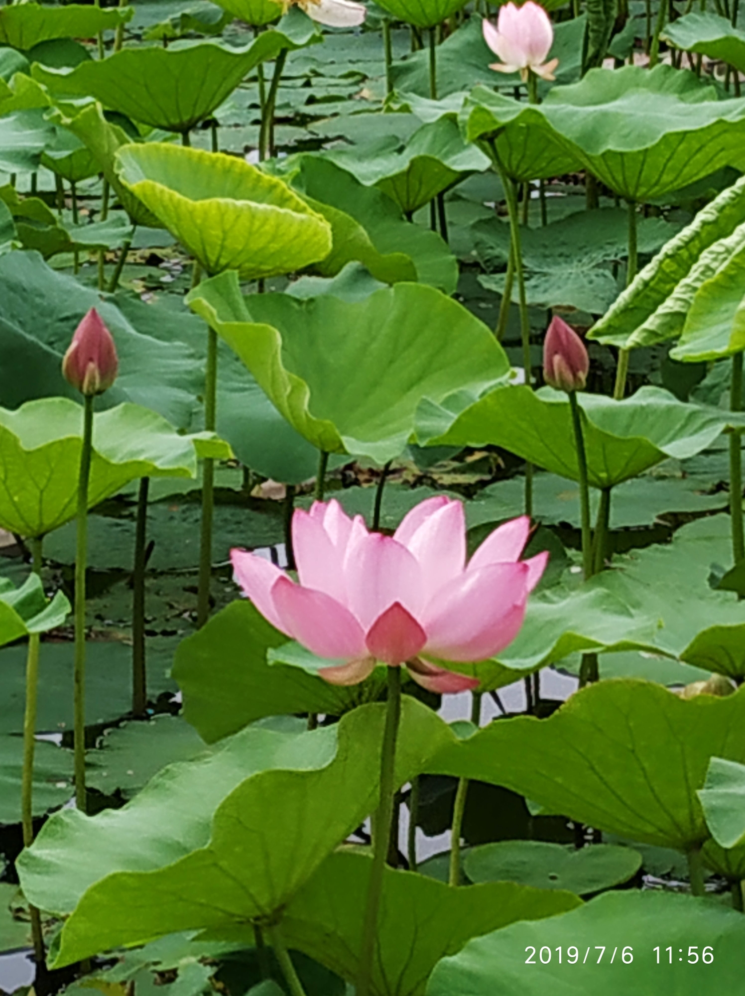 再看你一眼美丽的荷花池