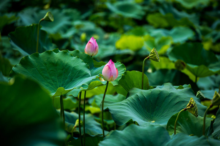 碧荷莲花