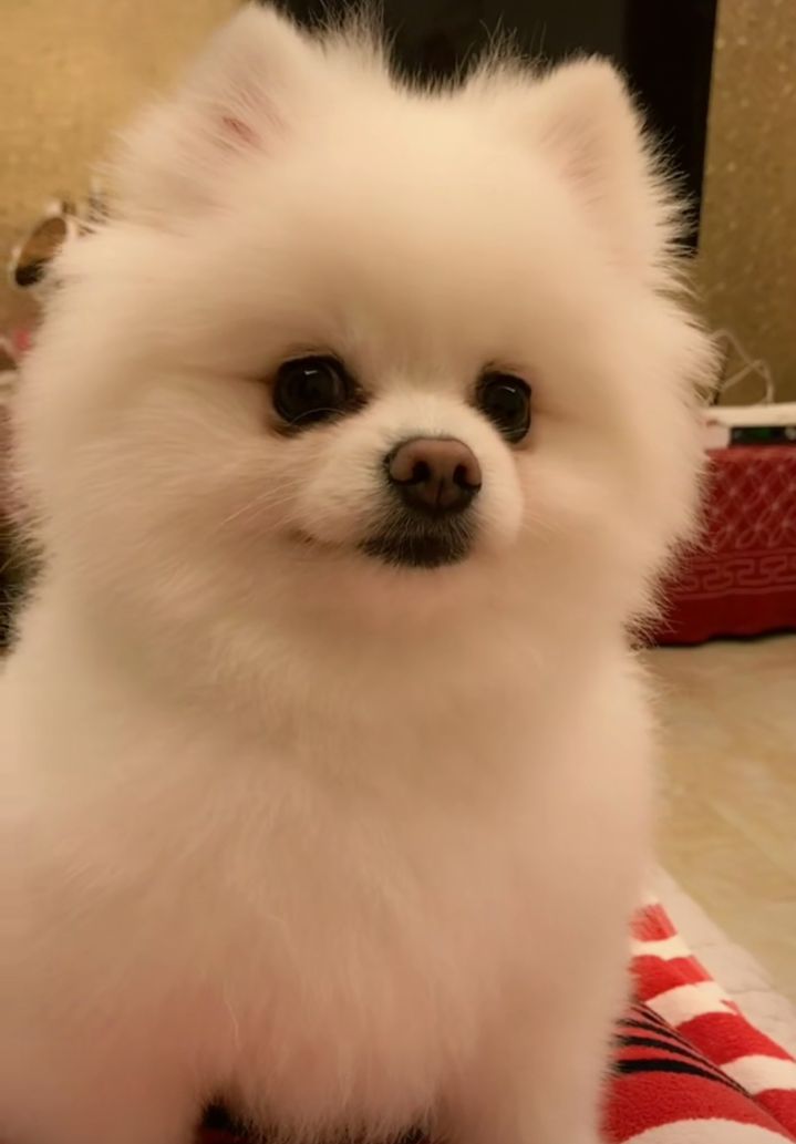 呆萌的狗宝宝