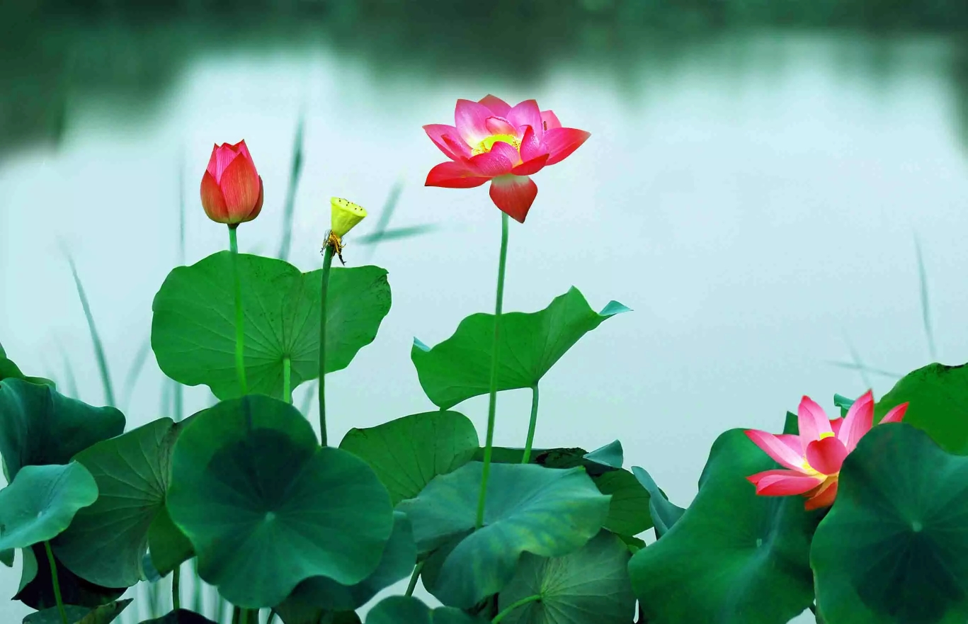 来生, 我愿做一朵莲花, 开在佛前, 就这般优雅从容的姿态, 安静面对图片