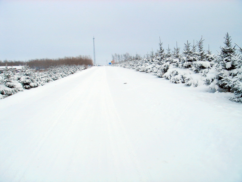 殇雪