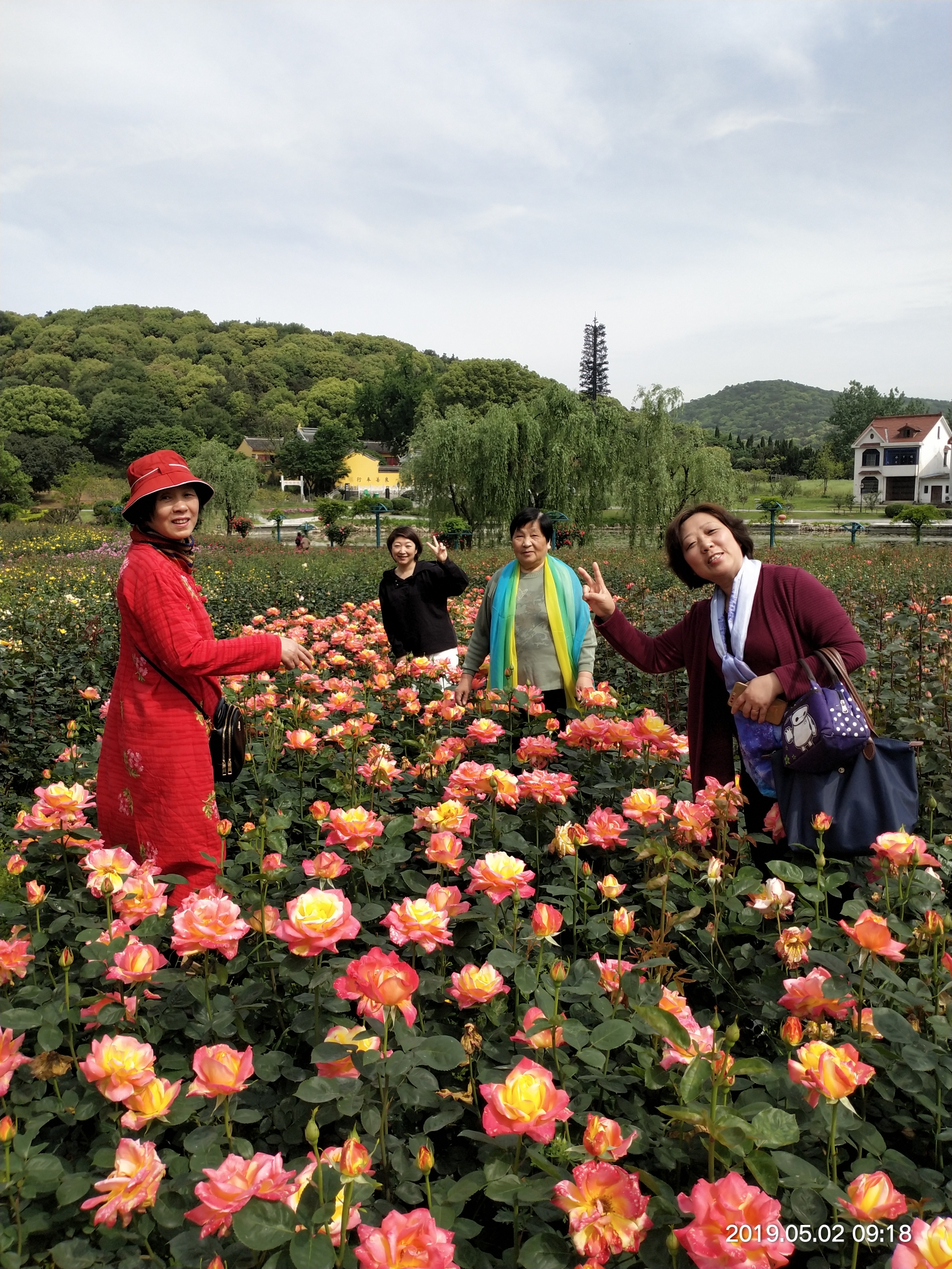 龙寺生态园赏月季花