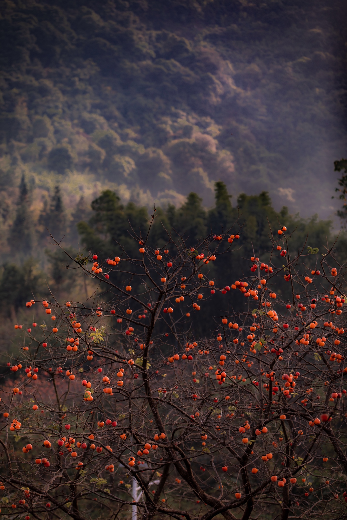 :ɽ Ӱ:ţħ ر:Ĺ۵߱,vƪ