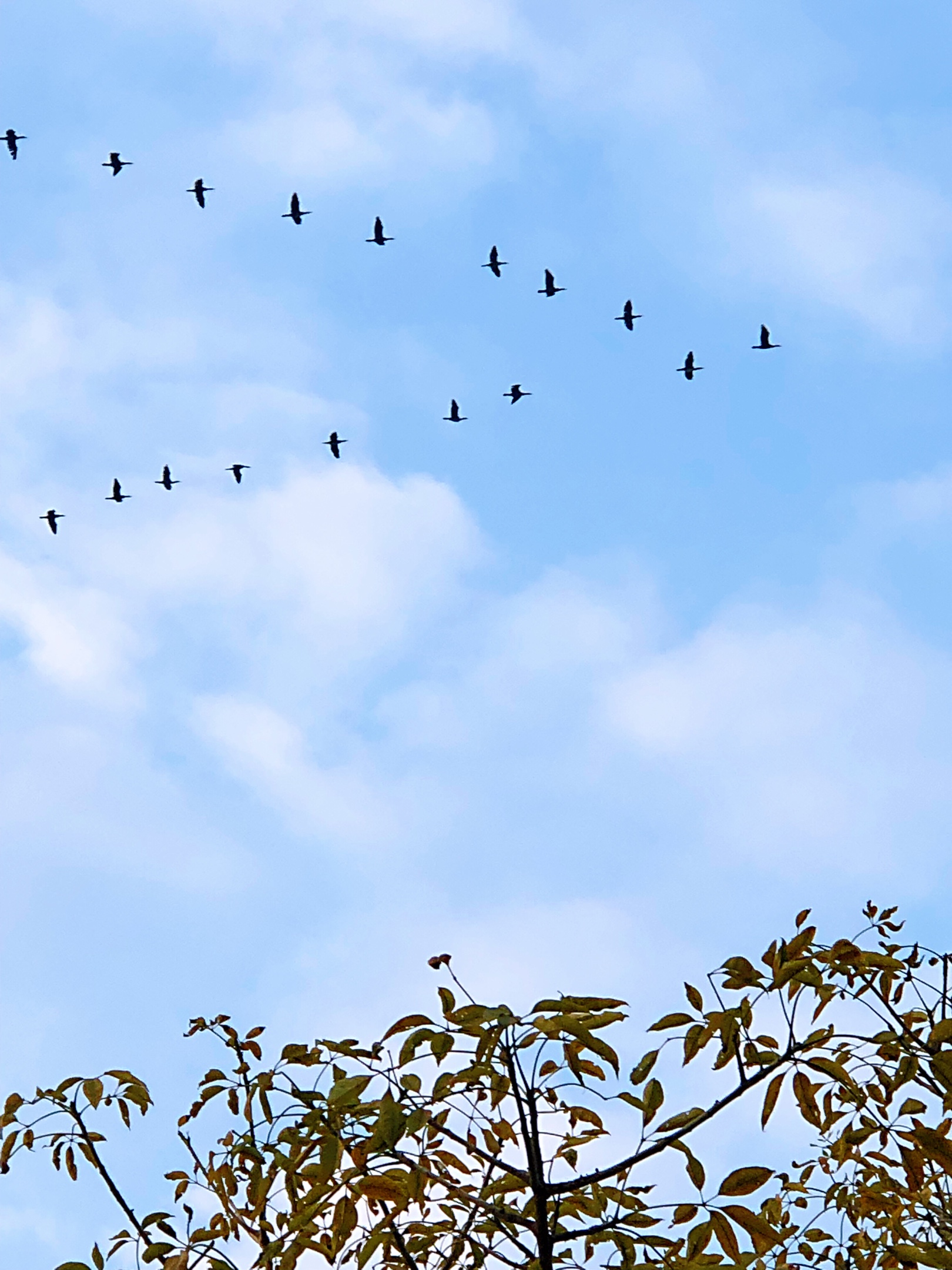 一群大雁从湖中飞出。高清摄影大图-千库网