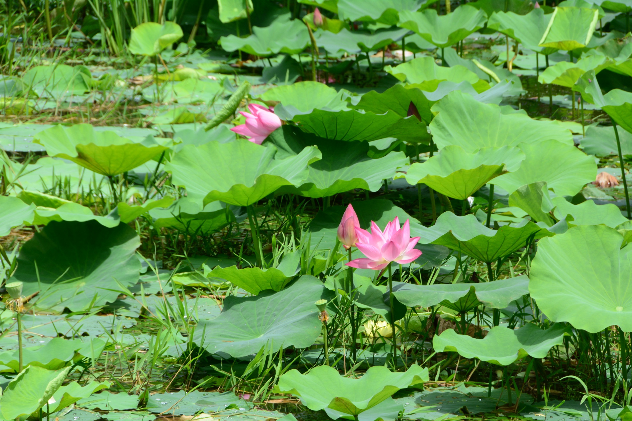 《夏日风景别样好》 青岛中山公园小西湖荷花