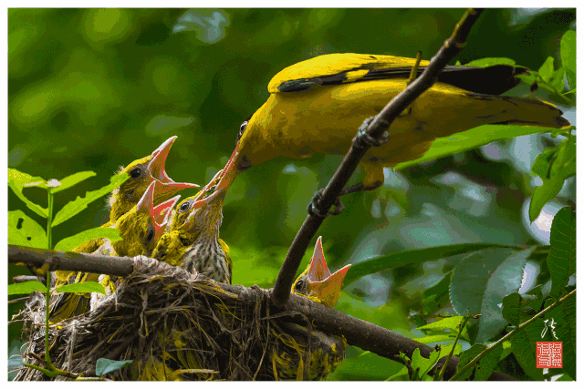 桃李成春色,黄鹂好声音