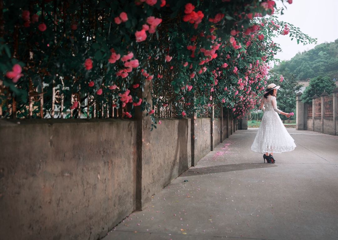 花开半夏,如诗如画.