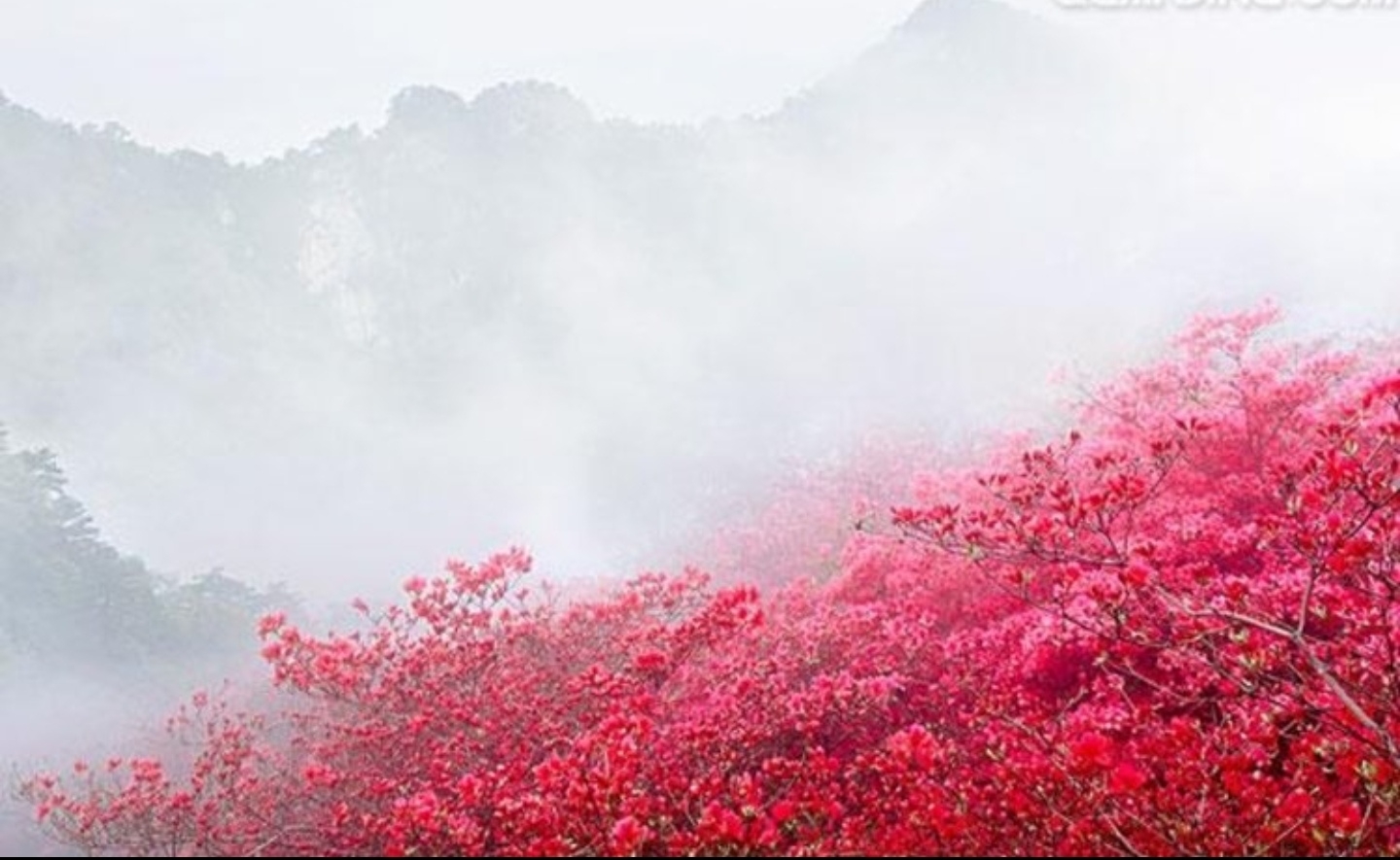 若要盼得哟红军来 岭上开遍哟映山红 岭上开遍哟映山红 歌曲《映山红