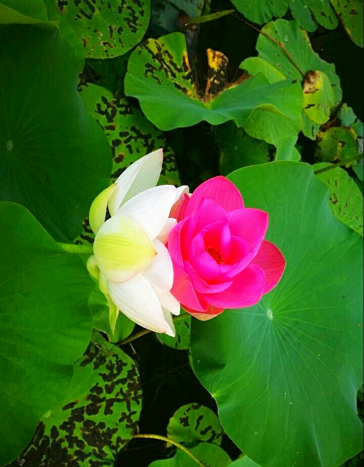 并蒂 莲