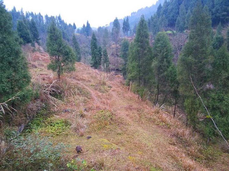 营山县通天乡