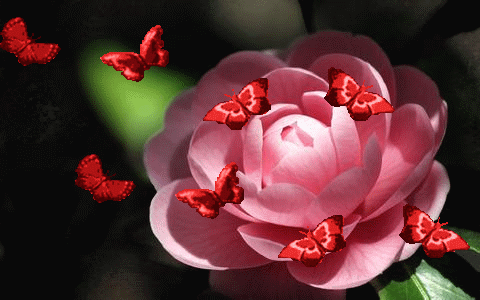 壁纸 花 桌面 480_300 gif 动态图 动图