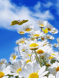 蝴蝶梦中家万里,杜鹃枝上月三更.