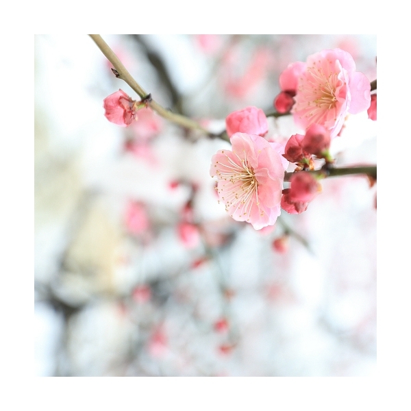 邓丽君《梅花》