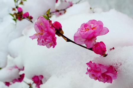 梅花雪