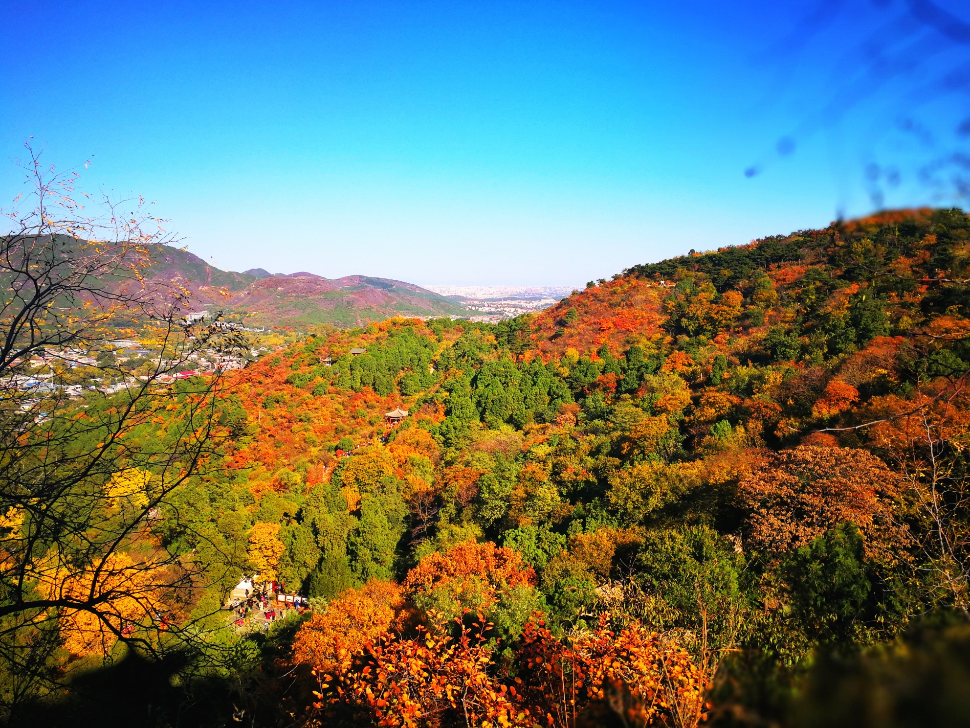 香山红叶
