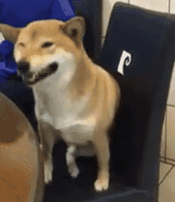 壁纸 动物 狗 狗狗 255_294 gif 动态图 动图